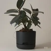 在飛比找蝦皮購物優惠-Mr Kitly x Decor Selfwatering 