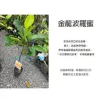 心栽花坊-金龍波羅蜜/4吋/波蘿蜜/水果苗/波羅蜜品種/嫁接苗/售價500特價400