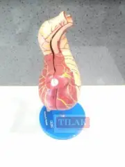 Stomach Model PVC Best Quality Free Shipping World Wide