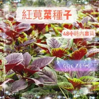 在飛比找蝦皮購物優惠-🧙‍♂️園藝家🌱【四季蔬菜種子】紅莧菜種子園葉補血菜青莧菜種