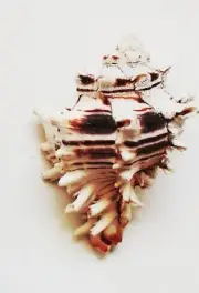 MURICIDAE HEXAPLEX PRINCEPS COLLECTORS SEA SHELL