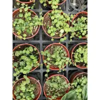 在飛比找蝦皮購物優惠-植入日常 海龜椒草 三吋盆  觀葉植物/網美植物/室內植物/