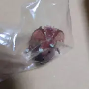 Yu-gi-oh! Yugioh Dungeon Dice Monsters DDM Slifer the Sky Dragon