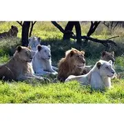 Save 10.00%! Safari & PheZulu Village Day Tour from Durban