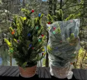 2 QVC New Bethlehem Lights Color Battery Operated Baby 17” Pine Seedlings NIB