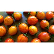 TOMATO CHERRY 'Orange Bumble Bee' seeds