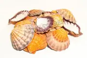 Orange Lion Paw Scallop Nautical Dish Beach Craft Sea Shell 4.5-5.5" (28 pcs)#27