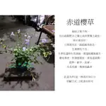 心栽花坊-赤道櫻草/活力菜/5吋盆/香料香草藥用食用植物/售價150特價120