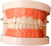 Veemoon Standard Teeth Model Typodont Demonstration Tool for Teaching About Oral Hygiene and Care for Offices and Educational Purposes