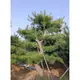 收據 枝幹殼老化 高尺寸五葉松 多片型五葉松 松樹 庭園景觀樹 五葉松