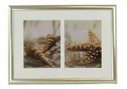21.5" Starfish Duo Framed and Matted Print - Accent Hanging Nautical Wall Art