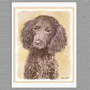 6 American Water Spaniel Blank Art Note Greeting Cards