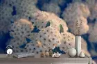 3D Hydrangea White Wallpaper Wall Mural Removable Self-adhesive 1089