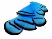 1 Dozen - Blue Lady Amherst Pheasant Tippet Feathers Fly Tying Halloween Mask
