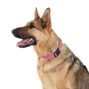 All Day Reflective Dog Collar Pink