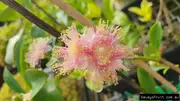 Buy Lilly Pilly Paperbark Satinash Tree (Syzygium papyraceum)