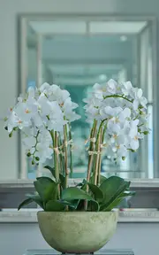 [Diane James Designs] Phalaenopsis Orchids