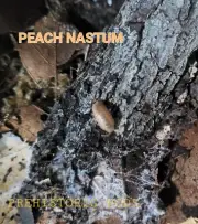 Isopods 6CT Each Clowns PERACCAE,platin Tung Song Peach Nasatum, White Nasatum ,