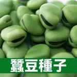 北鬥七星蠶豆種子 特大綠寶蠶豆種籽 蠶豆種子 春秋冬季可播種 早熟耐寒 蔬菜種子