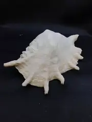 Lambis truncate 9.5" spider conch sea shells. Beach marine collector #12649
