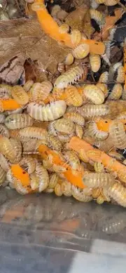 10+ Armadillidium Vulgare Magic Potion (Japan Line)