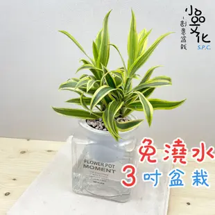 【小品文化】黃金百合竹【現貨】3吋糖果免澆水盆栽 懶人盆栽 觀葉植物 室內植物 自動吸水 創意花盆 居家辦公盆花