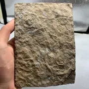 470 grams of ammonite from the Triassic period have not yet been excavated