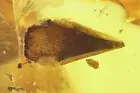 Nice Leaf, Millipede Polyxenidae and More Fossil insects in Baltic amber #11286