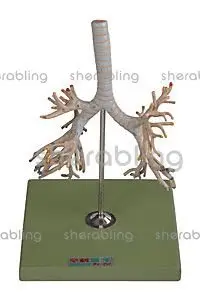 在飛比找Yahoo!奇摩拍賣優惠-(ME-B_103)支氣管樹模型解剖模型A13007