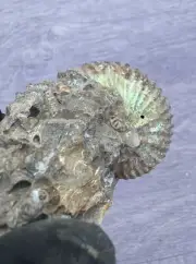 Lot of 6 Iridescent Ammonite Fossils Scaphites South Dakota Shell Fossils Color