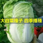 【現貨】大白菜四季播種 白菜種子甜脆易結球大白菜種籽秋冬農家菜園蔬菜