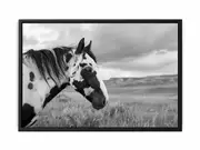 Horse Black & white Photogrpahy Framed Print Fine Art Poster Print