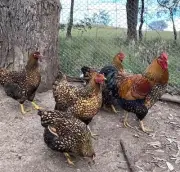 Fertile /hatching Gold Lace Wyandotte Chicken EGGS