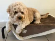Merino Lambswool Pile - Puppy rug