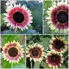 Strawberry Blonde Sunflower 25 seeds , New