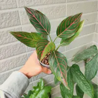 在飛比找蝦皮購物優惠-觀葉植物 紅脈粗肋草 Aglaonema commutatu