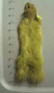 Tanned Euro Squirrel Hide Dyed Light Olive-Combine ship