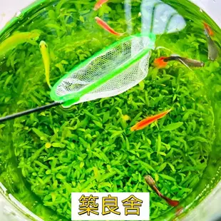 開立發票 魚缸 玻璃魚缸 辦公室魚缸 烏龜缸 水族用品生態瓶水草缸魚缸玻璃微景缸辦公桌面創意造景觀魚缸真水草種子