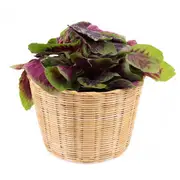 Amaranth Greens - Red Beauty seeds