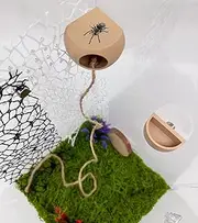 Jumping Spider Hide with Magnets & Jumping Spider Feeding Dish umping Spider Enclosure Accessories Pet Spider Hideout Enclosure Accessories(Not Included The Jumping Spider Terrarium) (Beige)