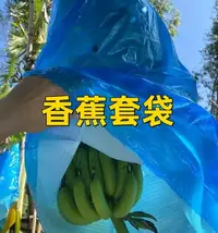 在飛比找樂天市場購物網優惠-紗網袋 水果套袋 防蟲網 香蕉套袋芭蕉專用套袋防蟲連體一體袋