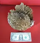 Large Baldface Hornet Paper Wasp Nest 4 Layers