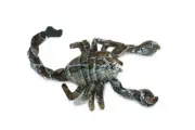 Scorpion Toy, Brown Plush Stuffed Scorpion, Toy, Soft, Gift, 14" FT13 BB326