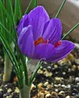 Saffron Absolute, Crocus sativus, 100% Pure Flower Extract, Perfume, Perfumery