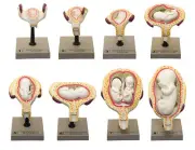Period of Gestation Models, Set of 8 - Human Embryo/Fetus Development in Utero