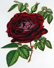 Flowers Rose Accent Tile Mural Kitchen Bathroom Wall Backsplash Marble Ceramic