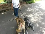 Hands Free Dog Leash Cycling, Jogging 1 or 2 Dogs USA Fast Shipping Strong