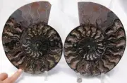 RARE 1in100 BLACK Ammonite PAIR Deep Crystals 110myo FOSSIL XL 243mm 9.6" 1607xx