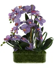 Creative Displays Orchid Arrangement In Glass Vase with Moss