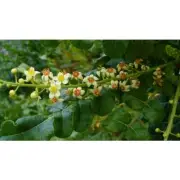 FRANKINCENSE & MYRRH NO. 8 Fragrance Oil for making Candles, Soaps, Wax Melts et